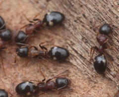 Dolichoderus quadripunctatus