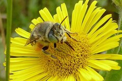 Anthophora bimaculata