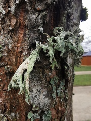 Ramalina fastigiata