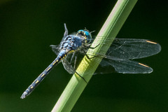 Trithemis stictica