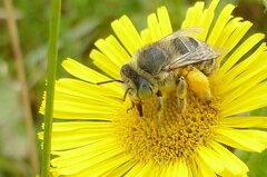 Anthophora bimaculata