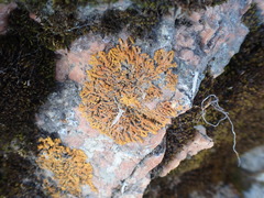 Xanthoria calcicola