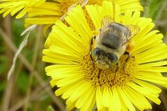 Anthophora bimaculata
