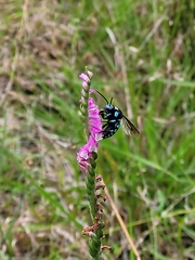 Thyreus nitidulus nitidulus