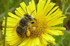 Anthophora bimaculata