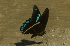 Papilio nireus