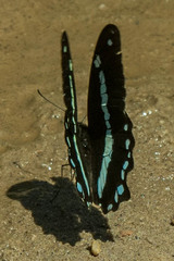 Papilio nireus