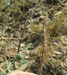 Hedysarum candidum