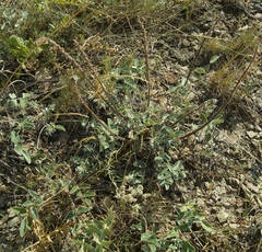 Hedysarum candidum
