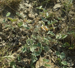 Hedysarum candidum