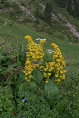 Ligularia heterophylla
