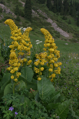 Ligularia heterophylla