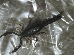 Vaejovis carolinianus