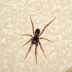 Liocranidae