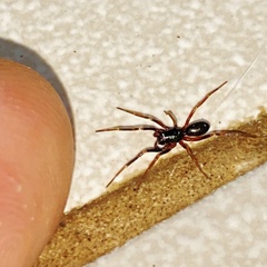 Liocranidae