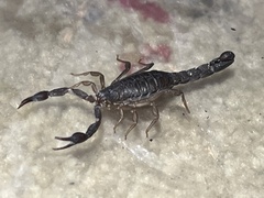 Vaejovis carolinianus