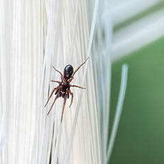 Liocranidae