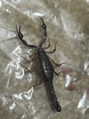 Vaejovis carolinianus