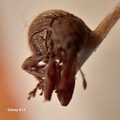 Anthonomus rectirostris