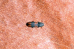 Bitoma crenata