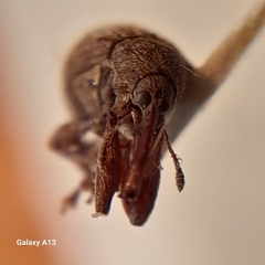 Anthonomus rectirostris