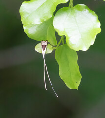 Ceromitia trigoniferella