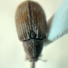 Anthonomus rectirostris