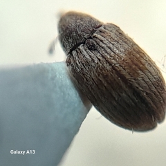 Anthonomus rectirostris