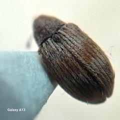 Anthonomus rectirostris