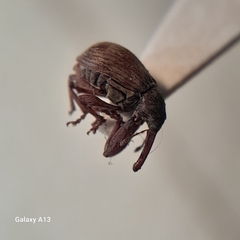 Anthonomus rectirostris