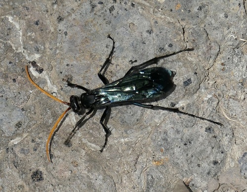 Cyphononyx bretonii