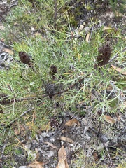 Petrophile canescens