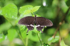 Papilio polytes romulus