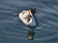 Podiceps cristatus