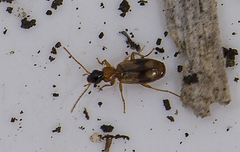 Philorhizus sigma