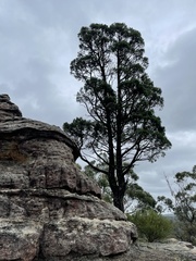 Callitris endlicheri