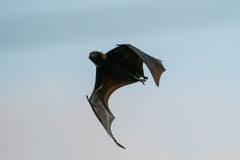 Pteropus conspicillatus