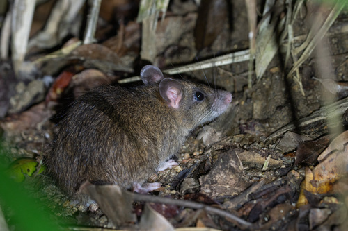 Rattus leucopus observed 2021-04-04