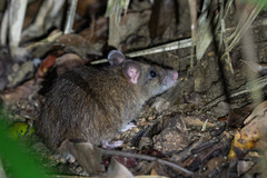 Rattus leucopus