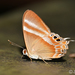 Malay Tailed Judy - Photo (c) Sebastian Ow, some rights reserved (CC BY-NC), uploaded by Sebastian Ow