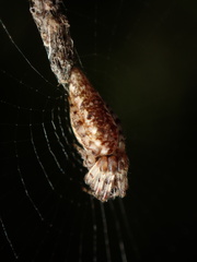 Cyclosa simplicicauda