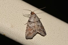 Calathusa hypotherma