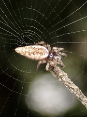 Cyclosa simplicicauda