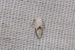 Opostegoides gephyraea