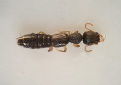Astenus immaculatus