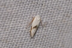 Opostegoides gephyraea