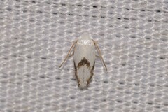 Opostegoides gephyraea