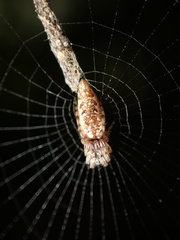 Cyclosa simplicicauda