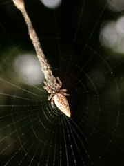 Cyclosa simplicicauda