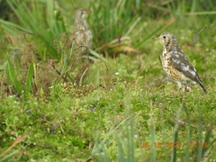 Turdus simensis